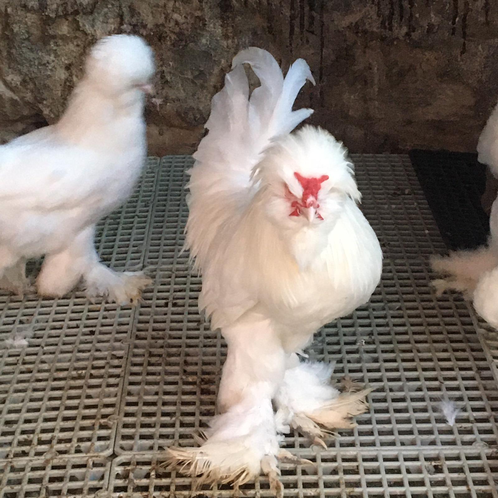 Kanatlı sağlığında Profesyonel Çözümler