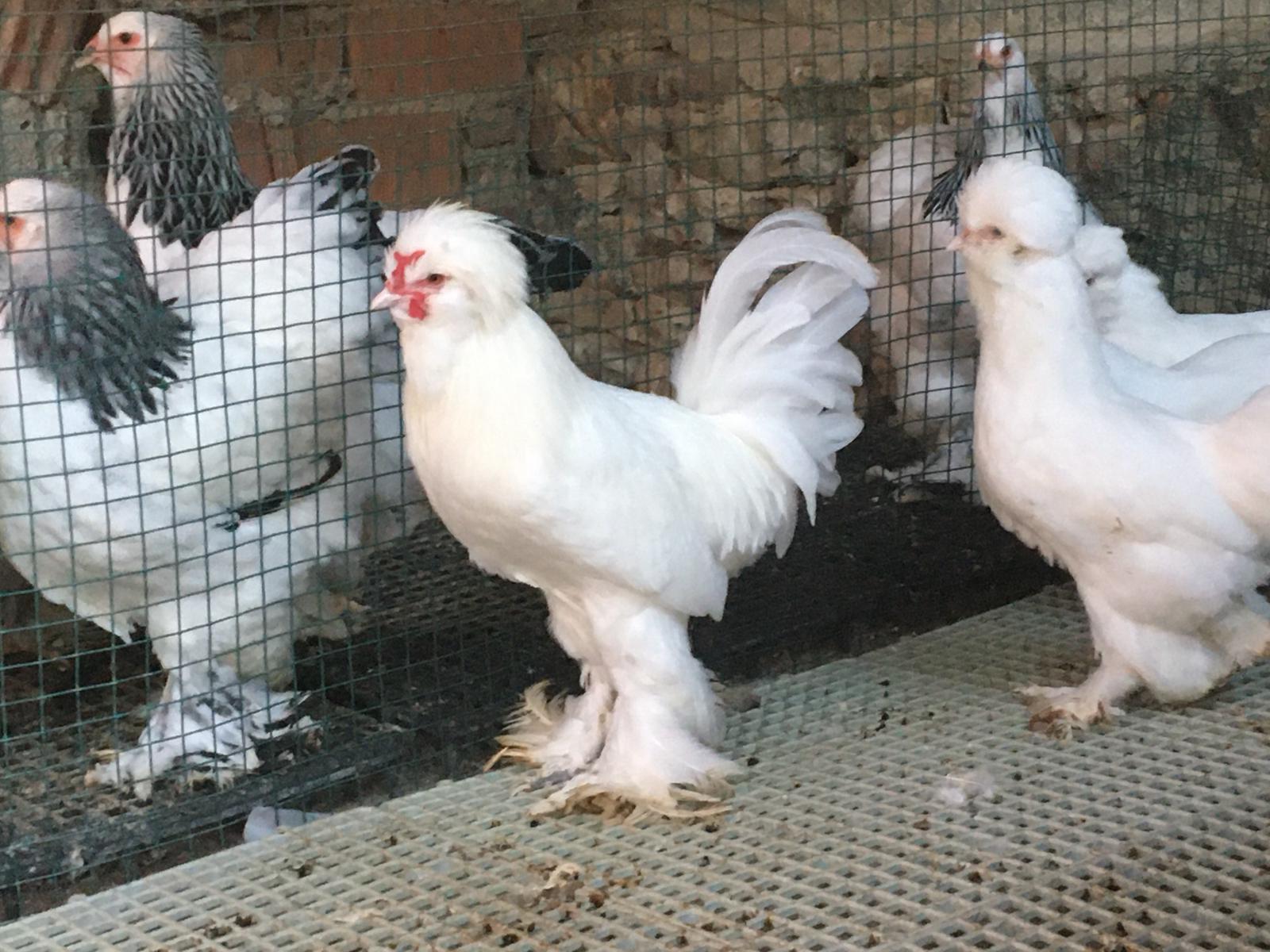 Kanatlı Sağlığında Profesyonel çözümler