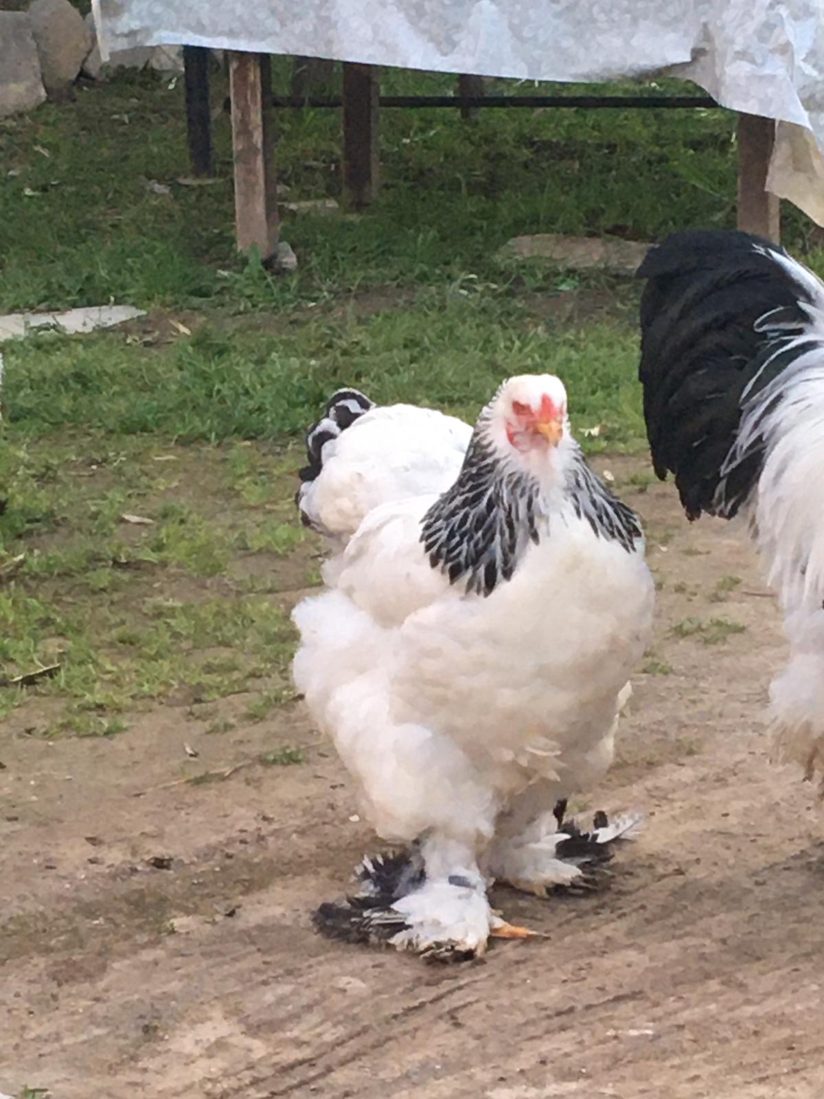 Kanatlı sağlığında Profesyonel Çözümler