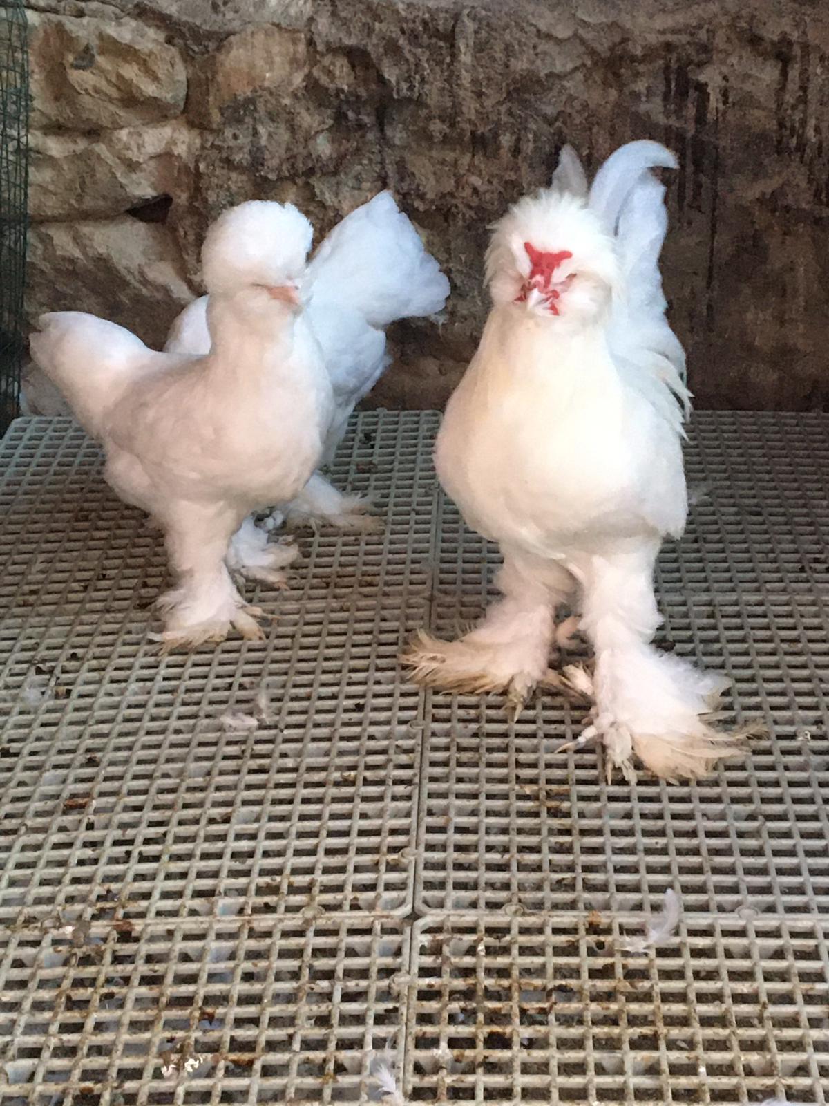 Kanatlı sağlığında Profesyonel Çözümler